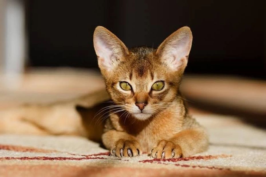 Abyssinian