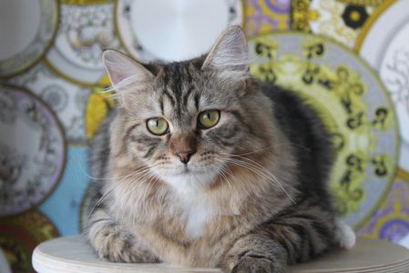 Siberian cat personality