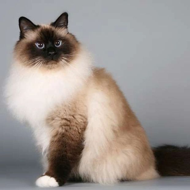 Birman