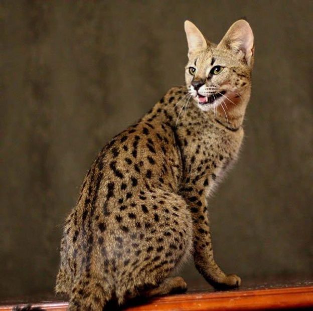 Savannah