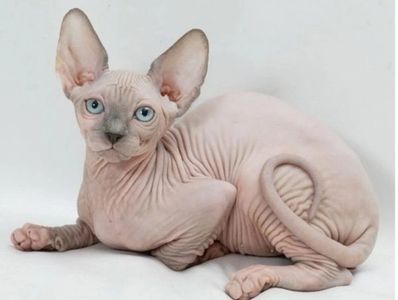 Sphynx