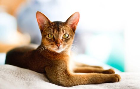 Abyssinian cat character