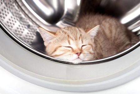 Household dangers for kittens