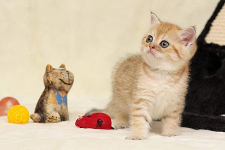 A new Kitten at Home, important information