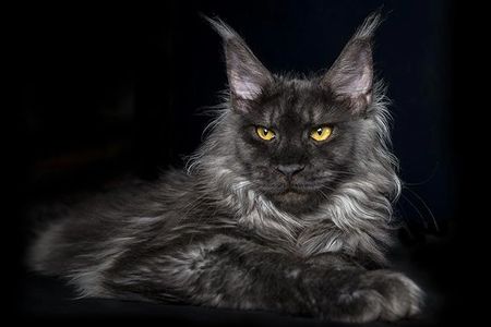 Main Coon