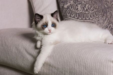 Ragdoll kitten