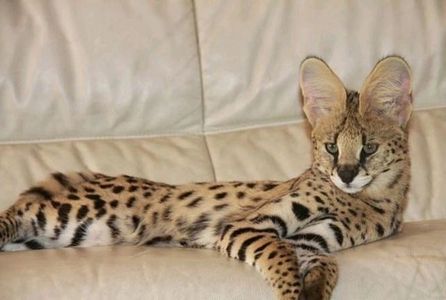Savannah