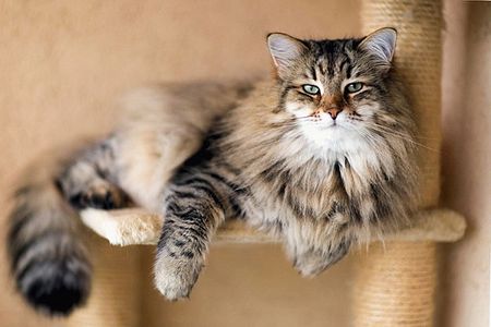 Siberian Cat