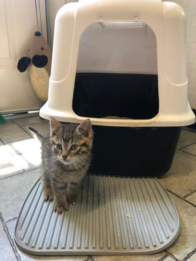 A 5 week old kitten is standing outside a black and white covered litter box.
