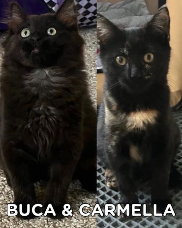Buca (M) & Carmella (F)
5 Months
Bonded siblings, must be adopted as a pair