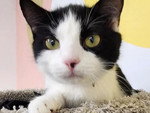 Close-up of a black and white cat with green eyes resting on a textured surface.