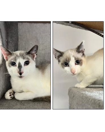 Mimi & Victor
Bonded Mother & Son
**we must be adopted together**