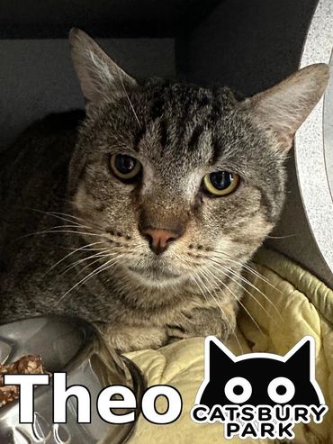 Male / 6.5 years
FIV+