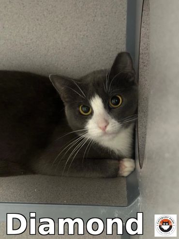 Diamond
1 year
Female