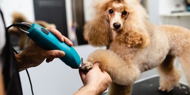 Poodle getting a professional grooming with electric clippers.