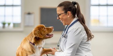 Veterinarian happily examining a friendly dog in a clinic.