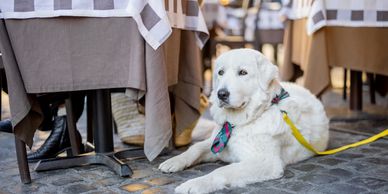 A white dog with a colorful tie lying on cobblestone near a restaurant table.