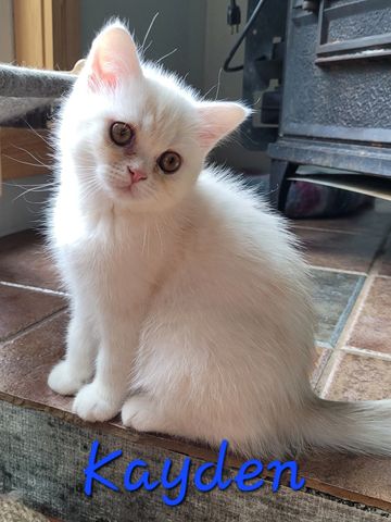 A fluffy white kitten sitting on a tiled floor looking curiously.