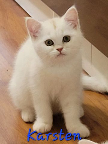 Adorable white kitten sitting on wooden floor with curious eyes.