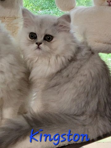 Fluffy gray kitten with big eyes sitting indoors near window.
