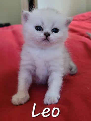Adorable white kitten named Leo sitting on a red blanket.