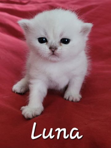 Small white kitten named Luna sitting on a red surface.