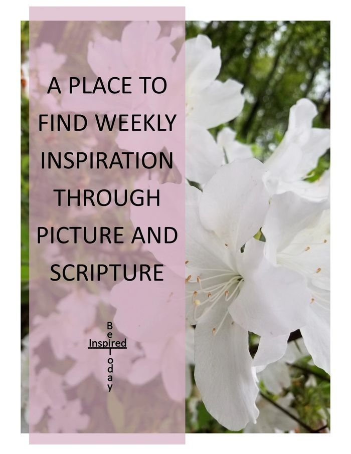 Be Inspired Today; white lily; inspiration; picture; scripture