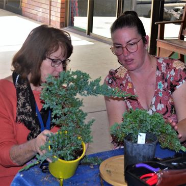 Gold Coast Tweed Bonsai Club beginners classes and demonstrations