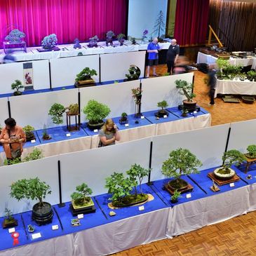 Gold Coast Tweed Bonsai Club annual show exhibition Tweed Civic Centre trees prizes sales display 