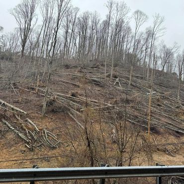 Storm devastation captured in striking detail—trees uprooted and scattered as if struck by a powerfu