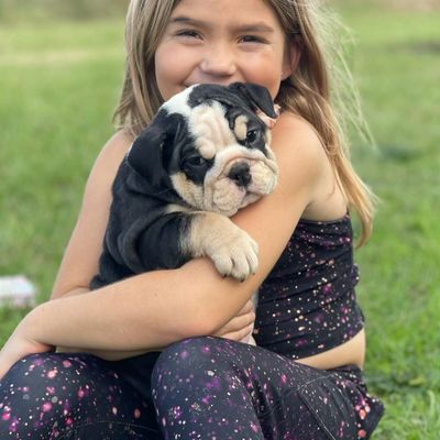A girl happily hugging a cute bulldog puppy outdoors.