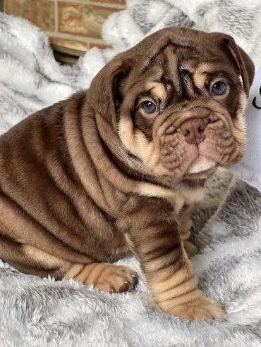 Adorable wrinkly brown puppy sitting on a soft blanket.