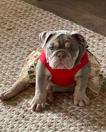 A bulldog puppy wearing a red and holiday-themed dress sitting on a carpet.