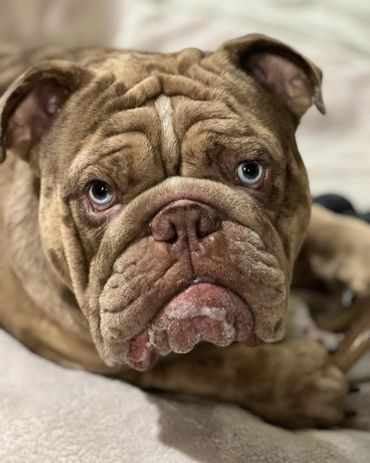 Close-up of a wrinkled bulldog with striking blue eyes lying down.