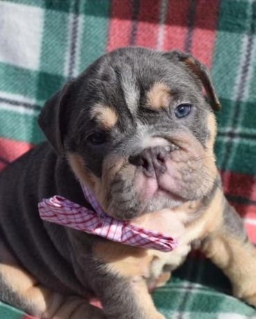 A wrinkly bulldog puppy wearing a checkered bow tie.