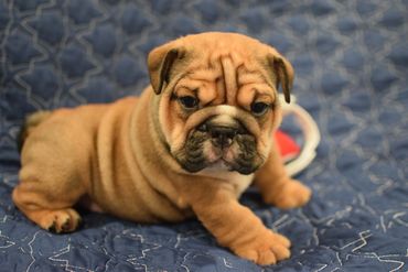 Wrinkly, brown bulldog puppy resting on a blue patterned blanket.