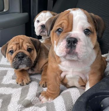 Three adorable bulldog puppies sitting together on a blanket.