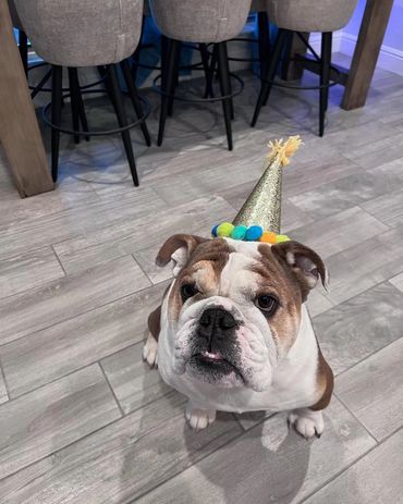 Bulldog wearing a colorful party hat sitting on a tiled floor.