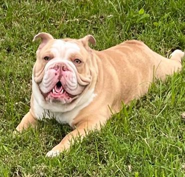 Happy bulldog lying on the grass with mouth open.