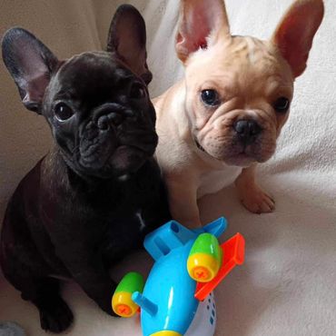 Two French Bulldog puppies sitting with a colorful toy airplane.