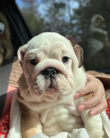 Close-up of a wrinkly English Bulldog puppy being gently held.