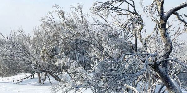 Snow-covered trees on a clear winter day.