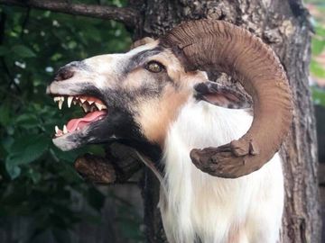 A rogue taxidermy demon goat