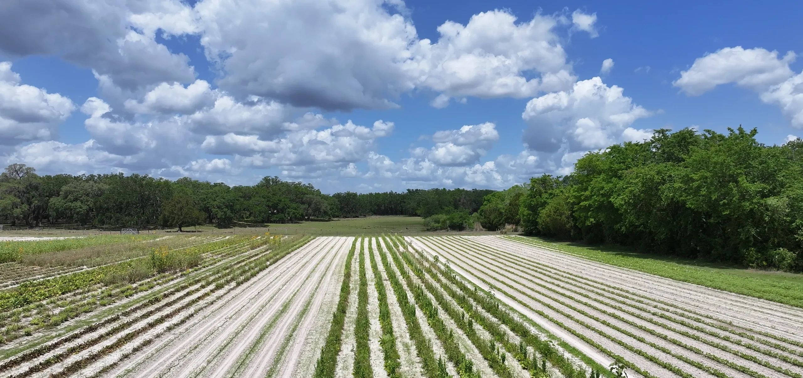 Drone footage of a field.