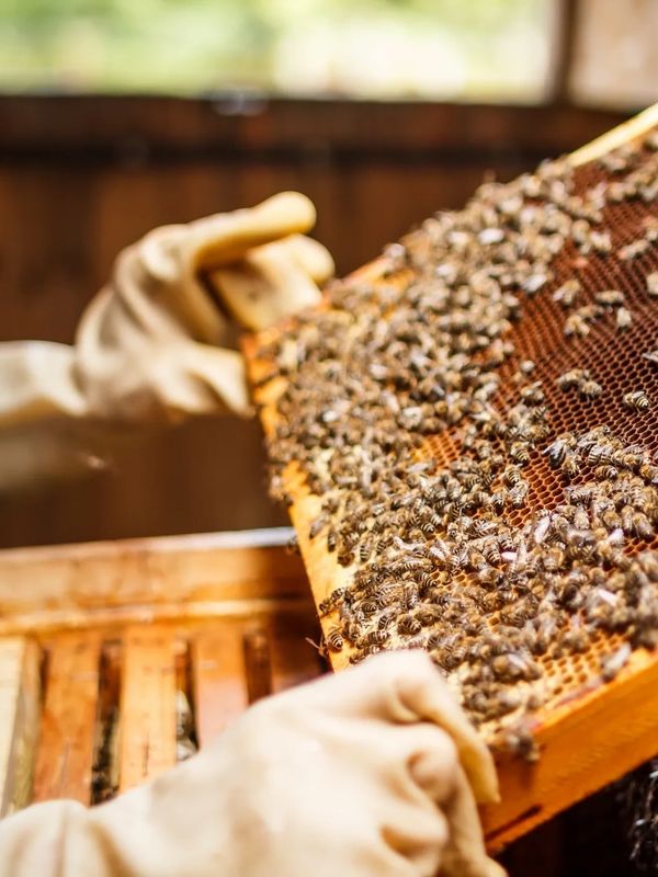 bee conservation, Save the bees, use bee safe pesticides and weed killers, bee keeping, cornwall,