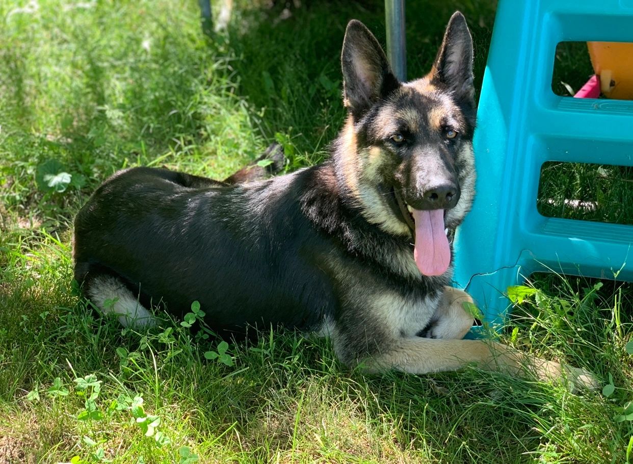 Missouri German Shepherds