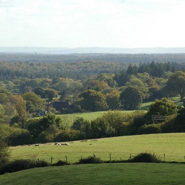 Peaceful countryside with green fields and scattered sheep under a clear sky.