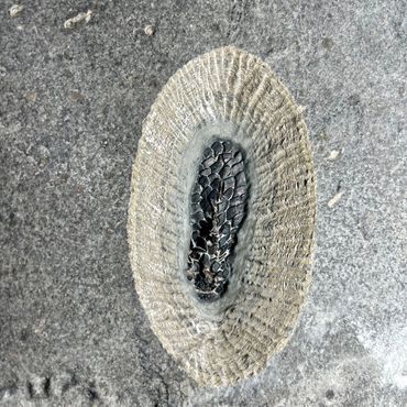 Fossil imprint of a marine organism in rock.