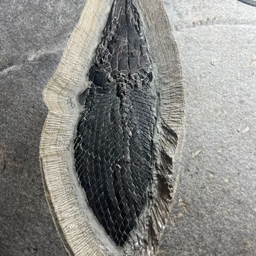 Fossilized leaf embedded in rock.