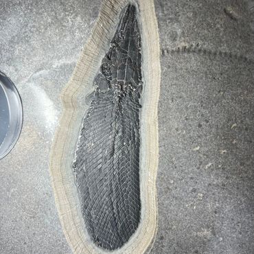 Fossilized crocodile skull embedded in stone.